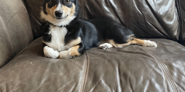 dog friendly destin apartment